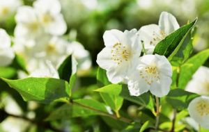 10 Jenis Bunga Paling Harum yang Cocok untuk Taman Anda