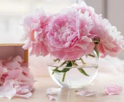 7 Bunga Pink Favorit yang Cocok untuk Hadiah Istimewa yang Disukai Wanita